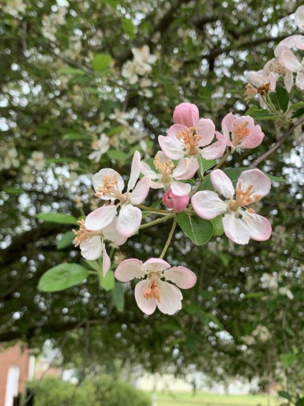 Apple Tree? Walter Reeves The Gardener