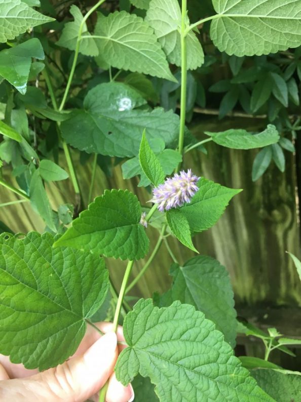 Smells like licorice! Walter Reeves The Gardener