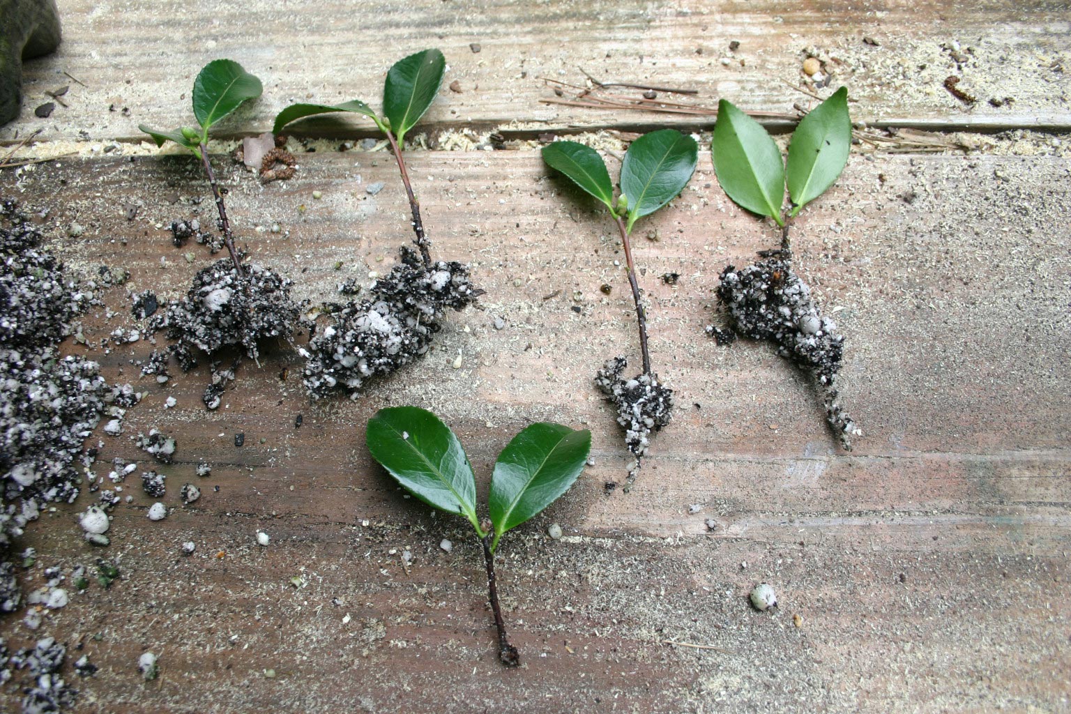 Can You Root A Camellia In Water At Benjamin Downie Blog