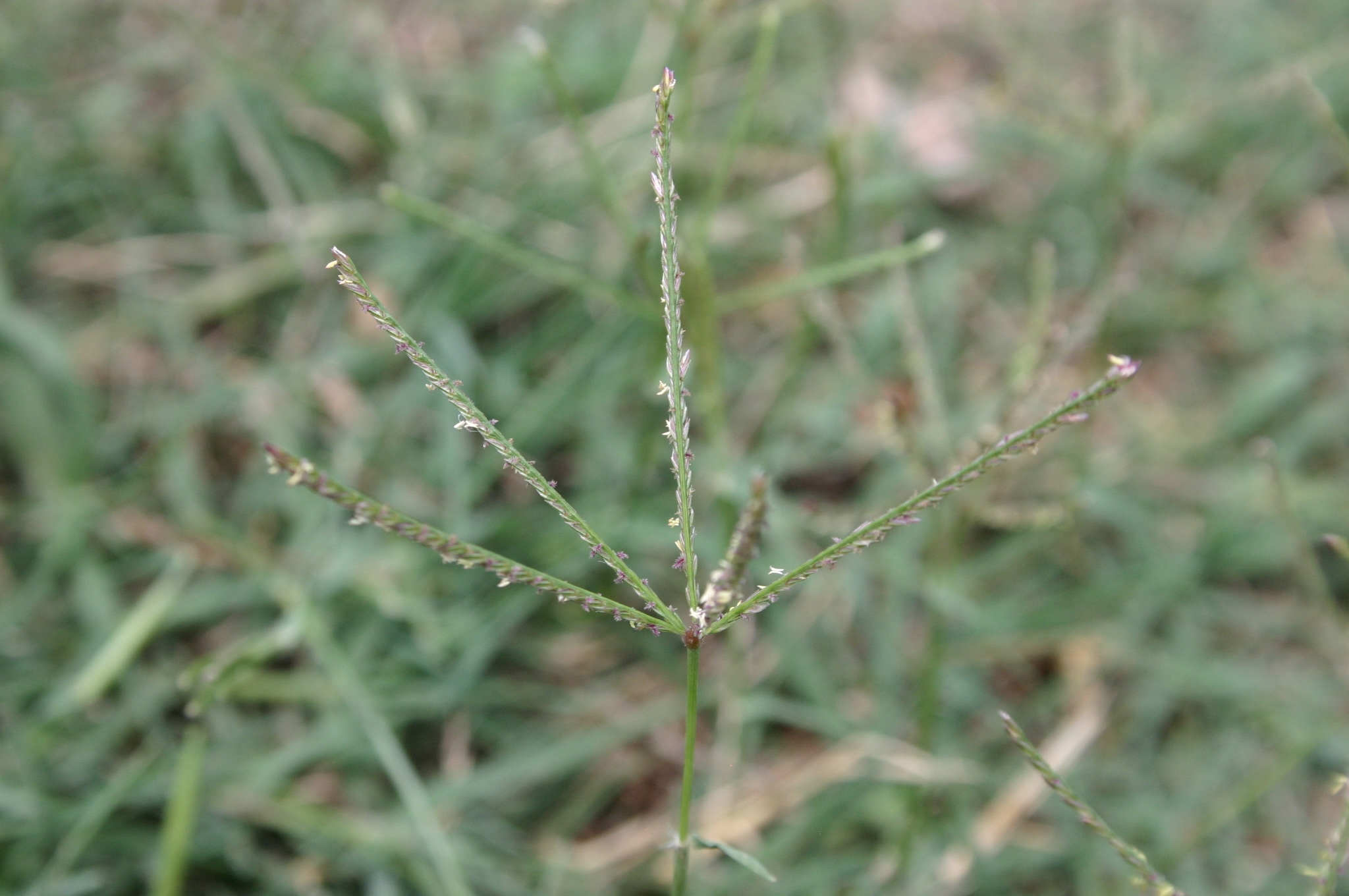 Turfgrasses Lawn Grass Identifying Walter Reeves The Georgia All In 