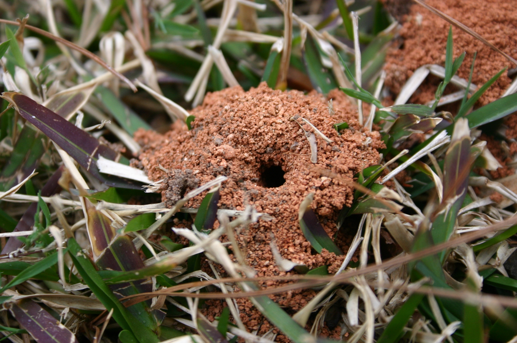 Insect Digging Holes In Lawn A Pictures Of Hole 2018