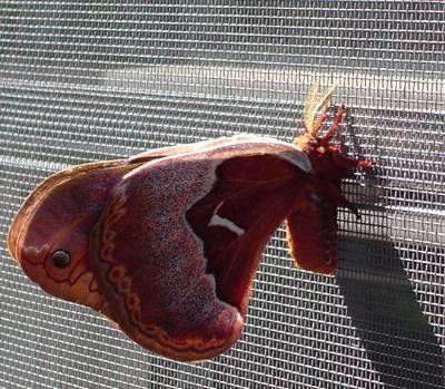moth devil hickory horned regal tags caterpillar georgia walterreeves