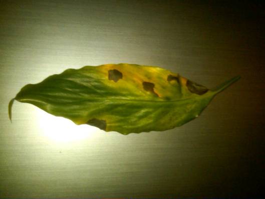 spathyphylum leaf spot